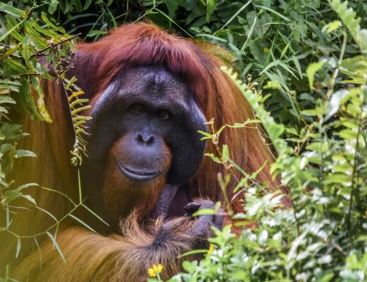 palmolie vermijden tips